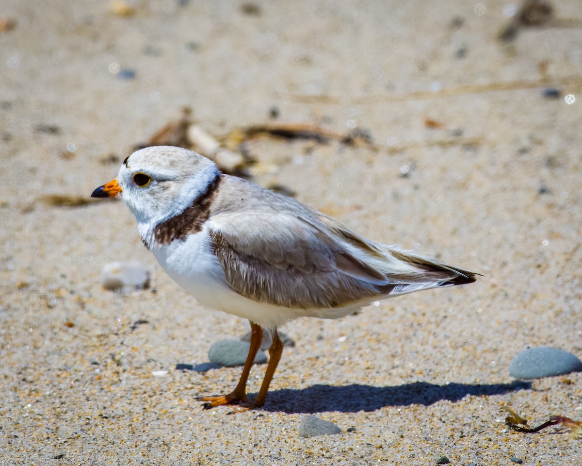Piping Plover - ML645778465