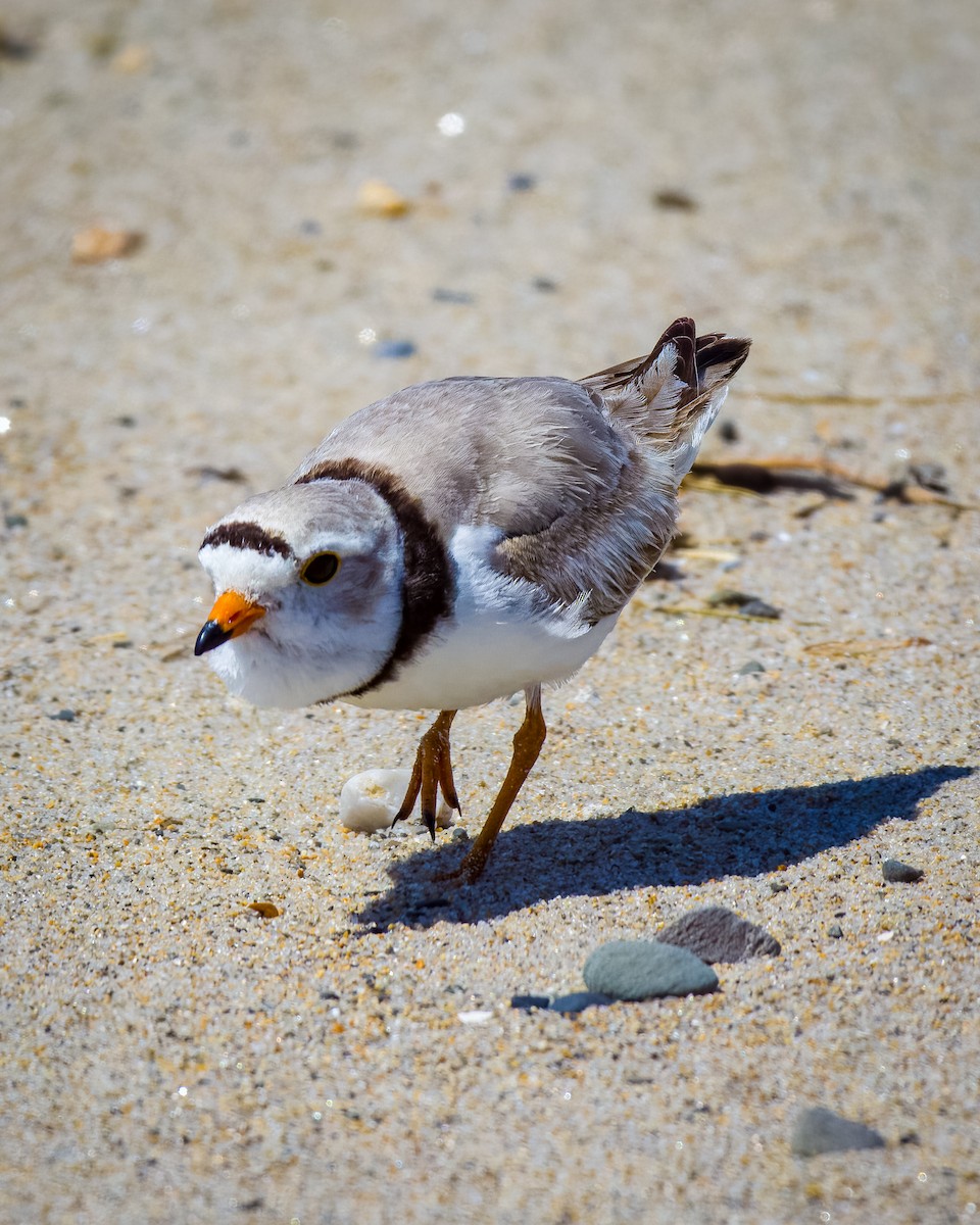 Piping Plover - ML645778466