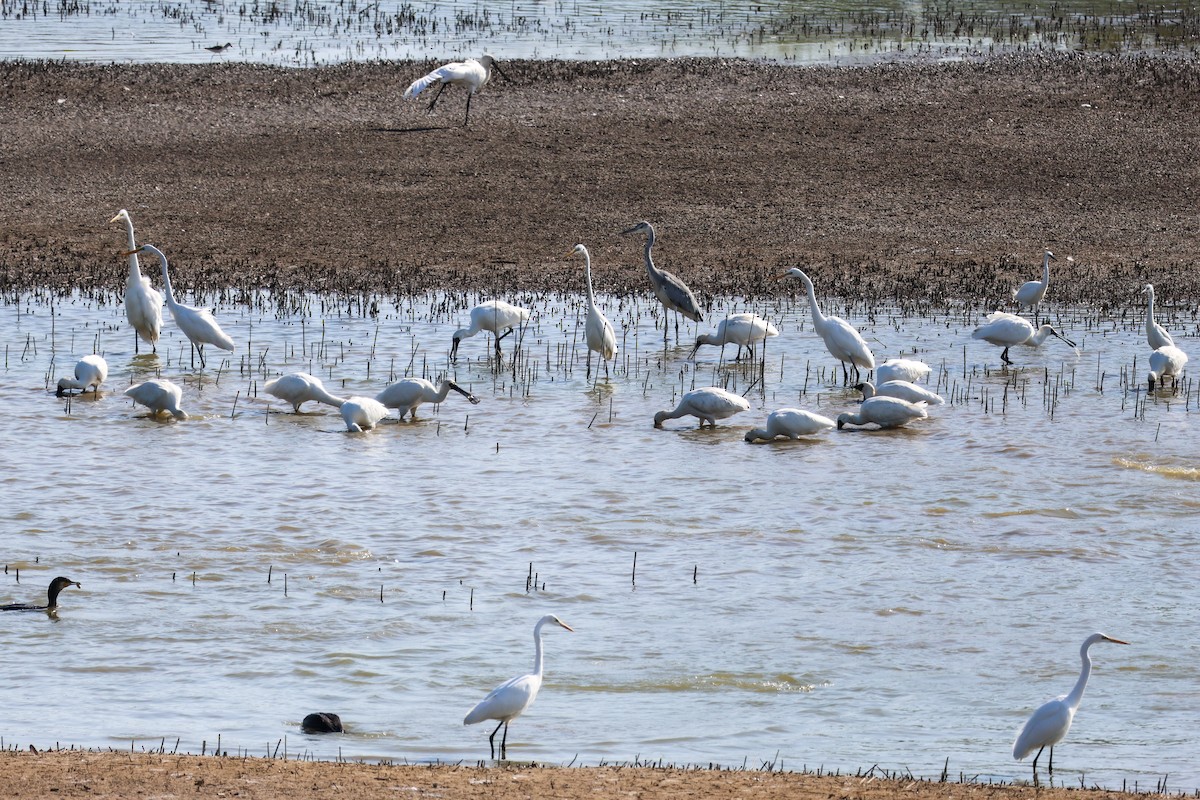 黑面琵鷺 - ML645778467