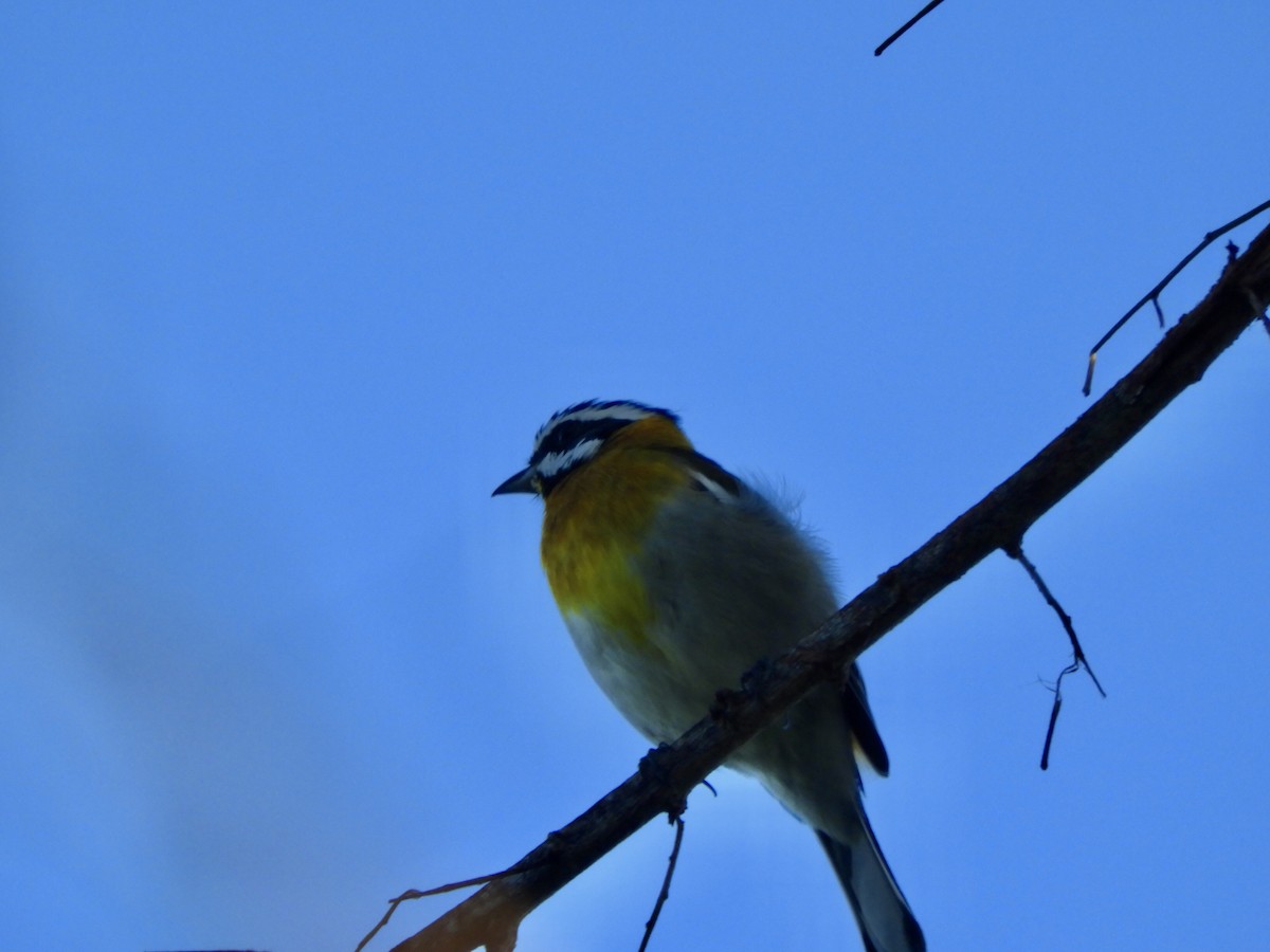 Western Spindalis - ML645778469