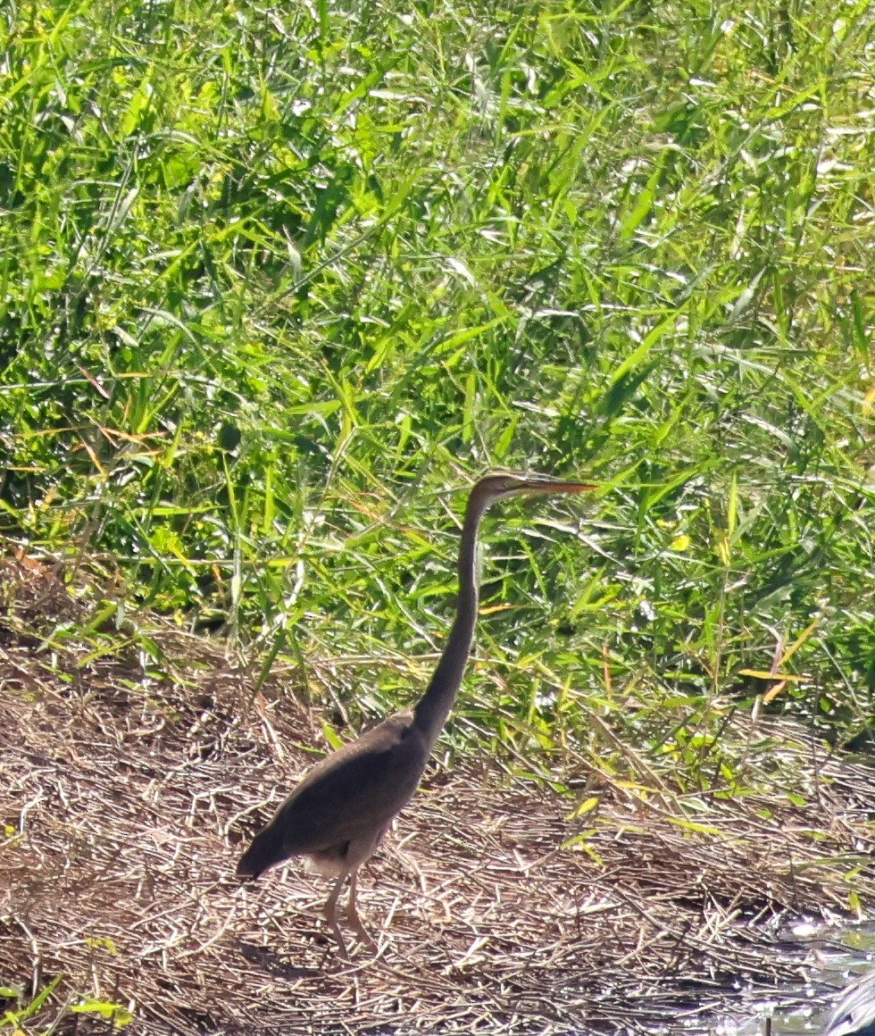 紫鷺 - ML645778482