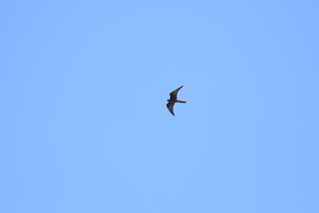 Eleonora's Falcon - ML645778486