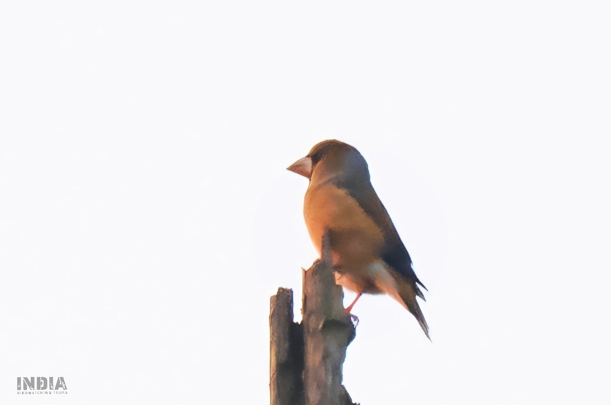 Hawfinch - ML645778489