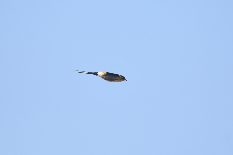 European Red-rumped Swallow - ML645778490