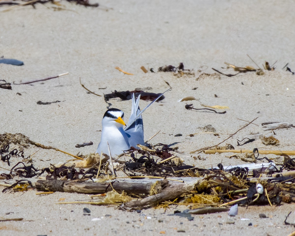 Txenadatxo antillarra - ML645778491