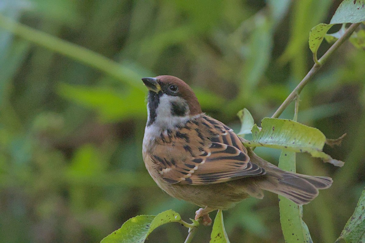 Ağaç Serçesi - ML645778492