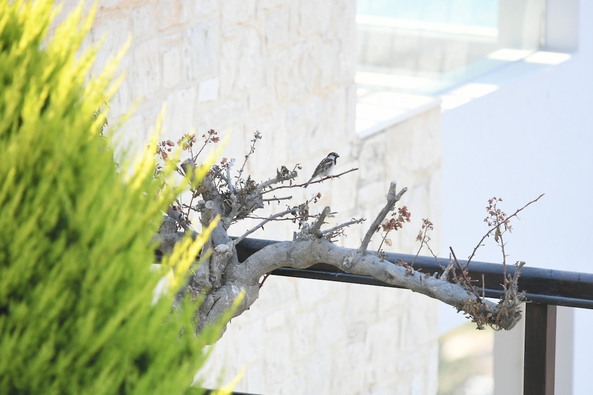 İtalyan Serçesi - ML645778493