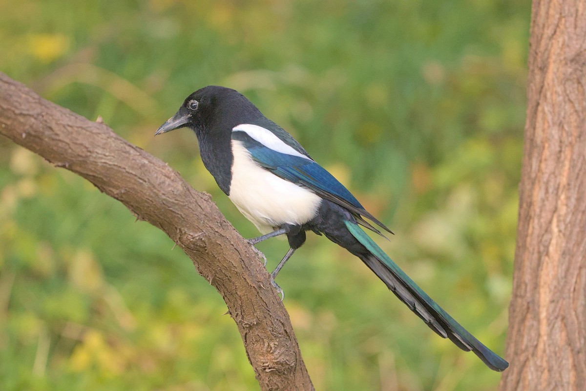 Çin Saksağanı - ML645778494