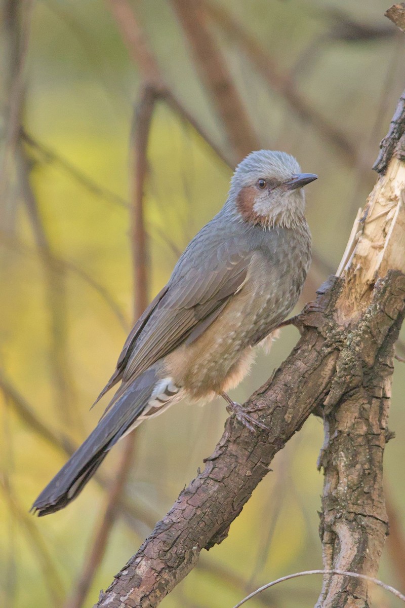 Kestane Kulaklı Arapbülbülü - ML645778495