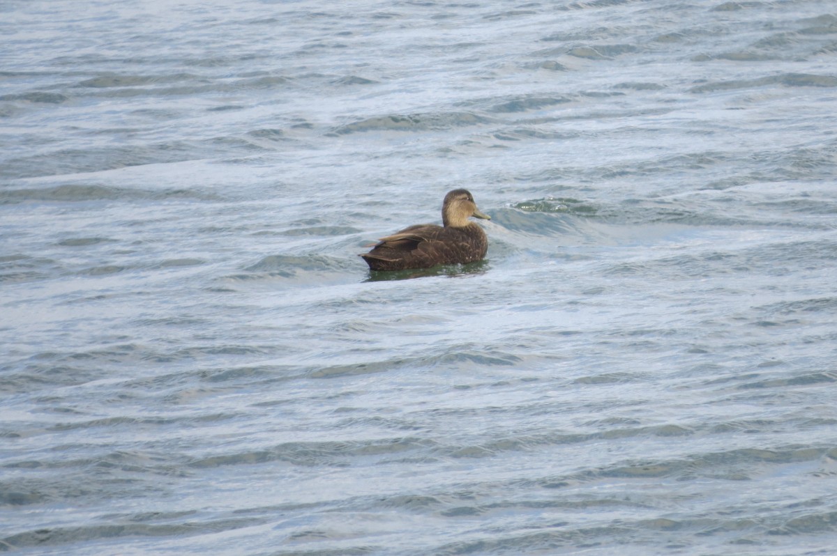 Esmer Ördek - ML645778496