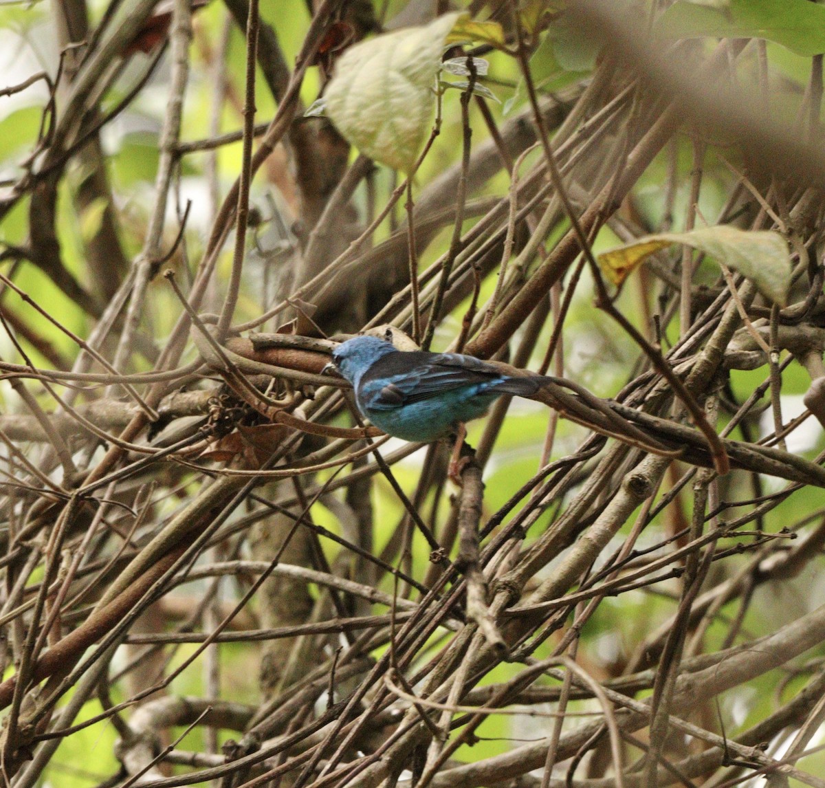 Mavi Daknis - ML645778497