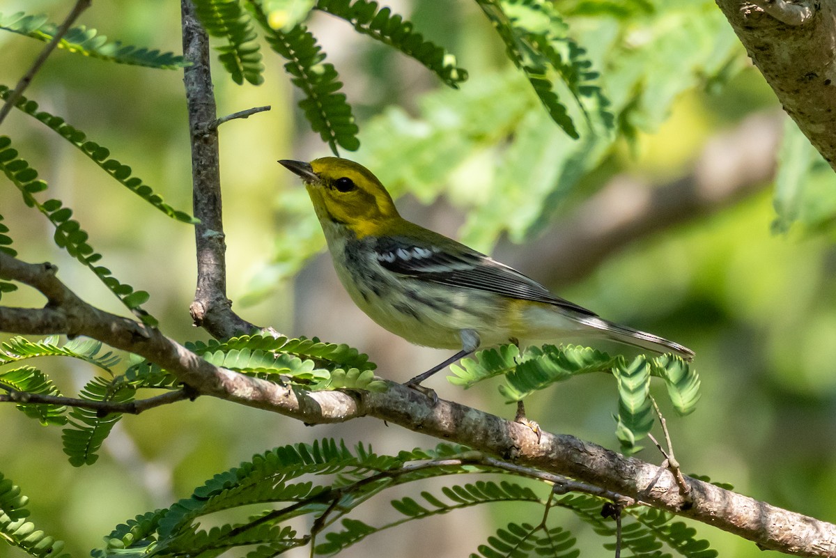 Yeşil Sırtlı Ötleğen - ML645778499