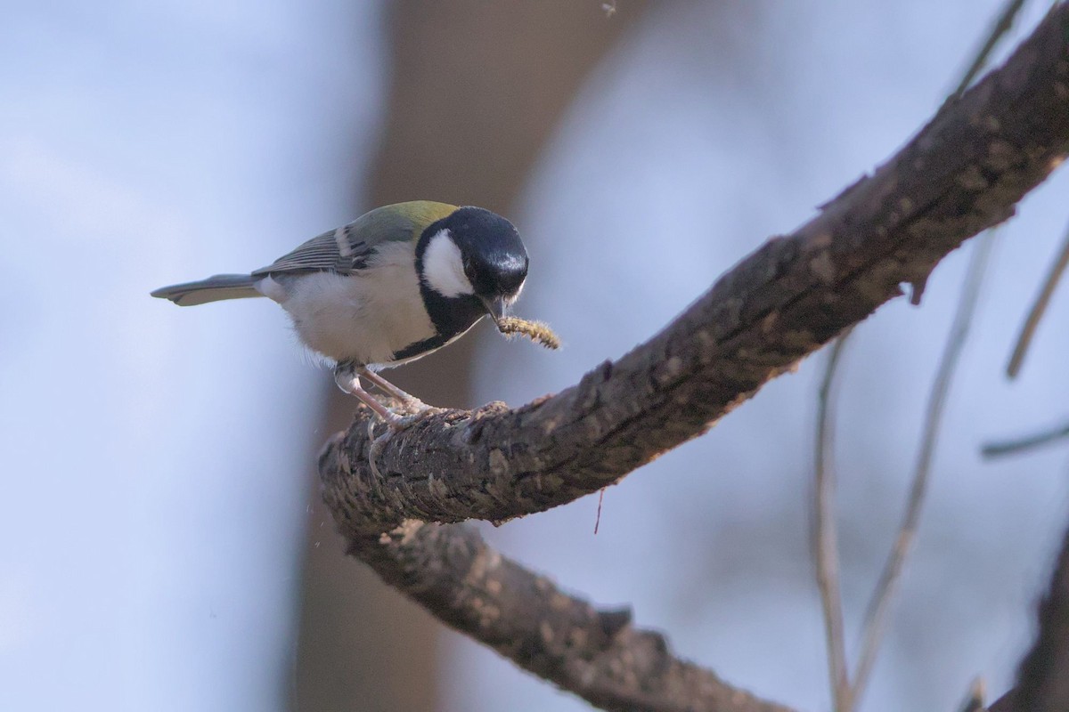 Akça Büyük Baştankara - ML645778500