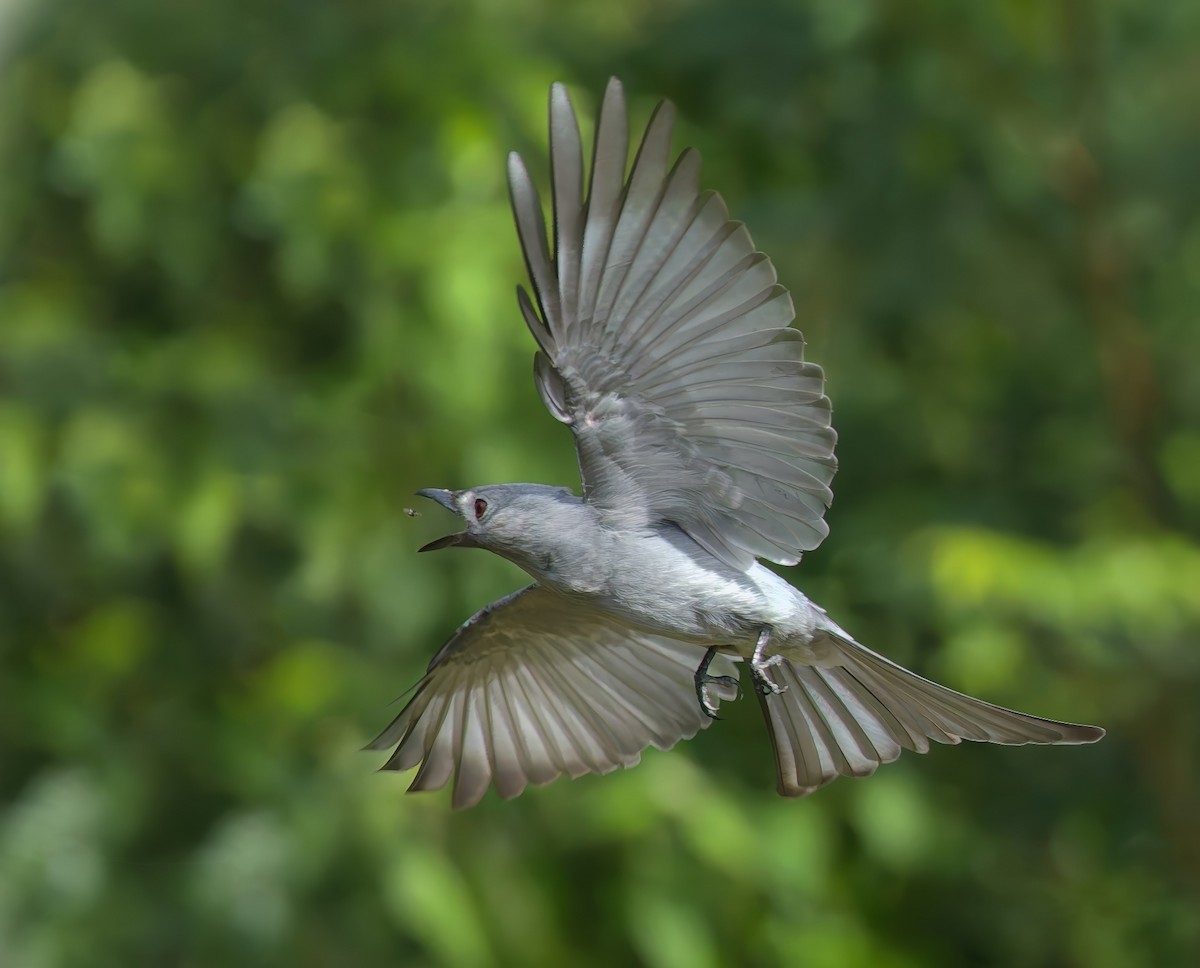 Dicrurus leucophaeus innexus/leucogenis/salangensis - ML645778502