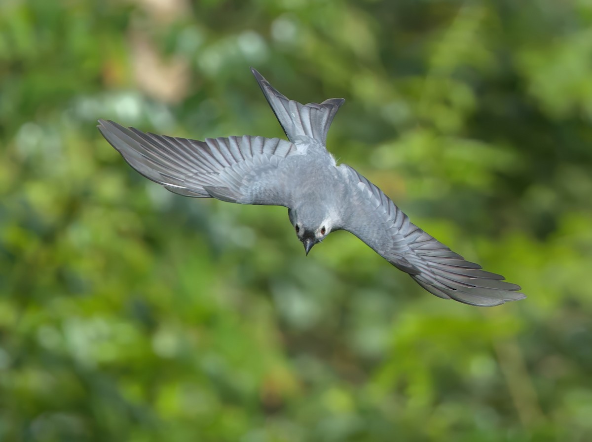 Dicrurus leucophaeus innexus/leucogenis/salangensis - ML645778503