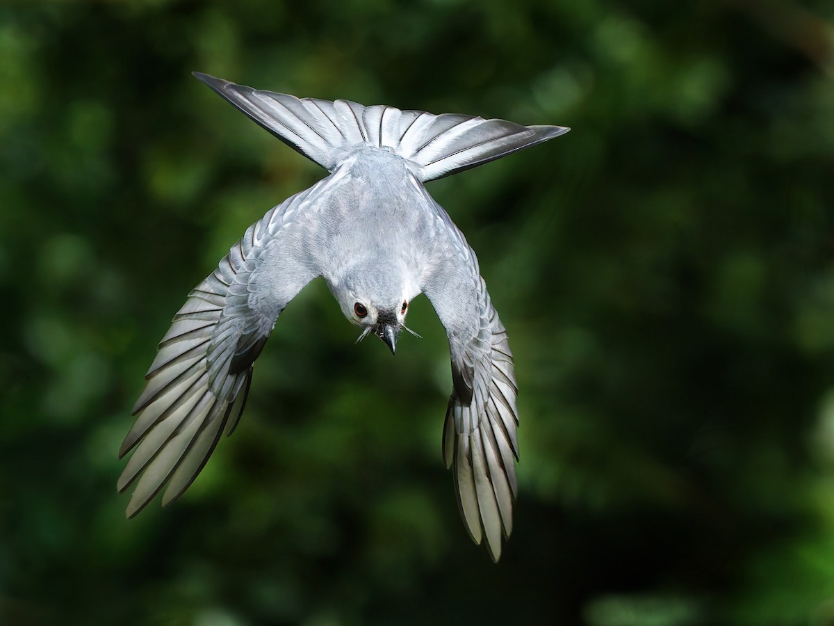 Dicrurus leucophaeus innexus/leucogenis/salangensis - ML645778504