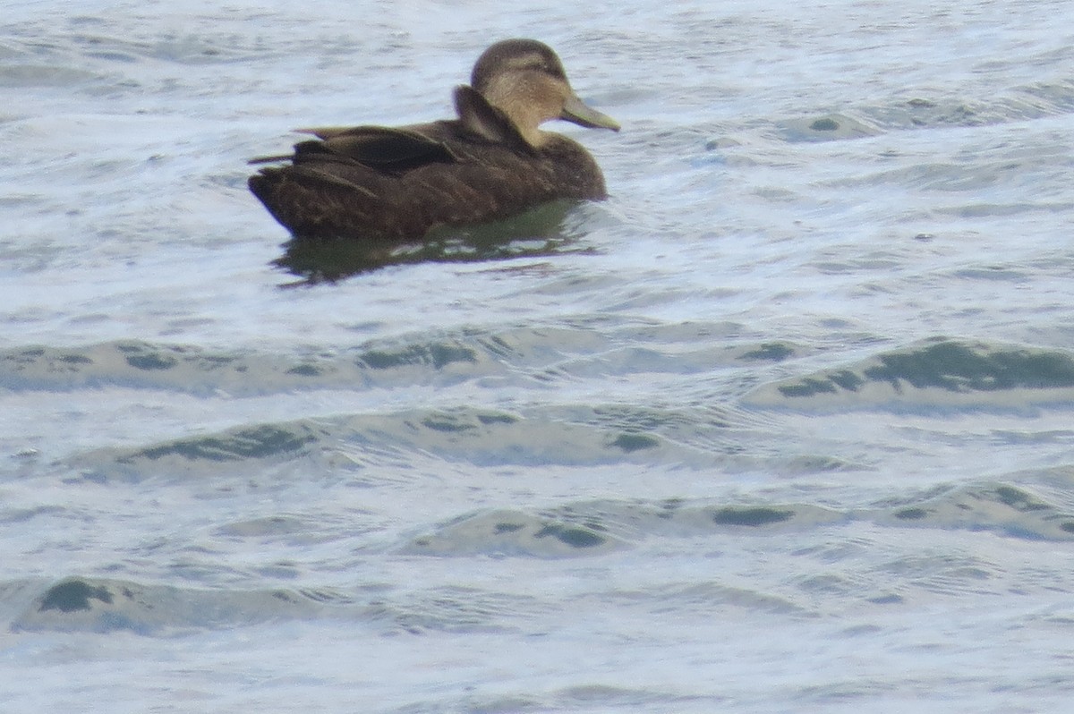 Esmer Ördek - ML645778505