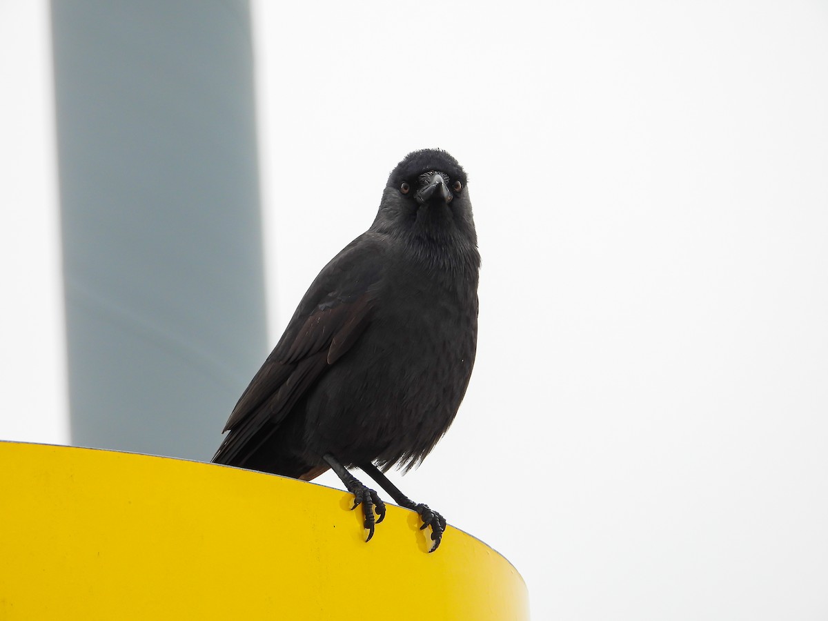 Küçük Karga - ML645778506