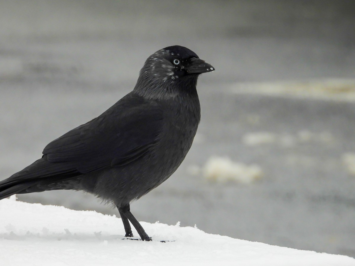 Küçük Karga - ML645778507