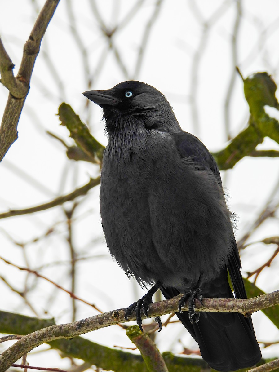 Küçük Karga - ML645778508