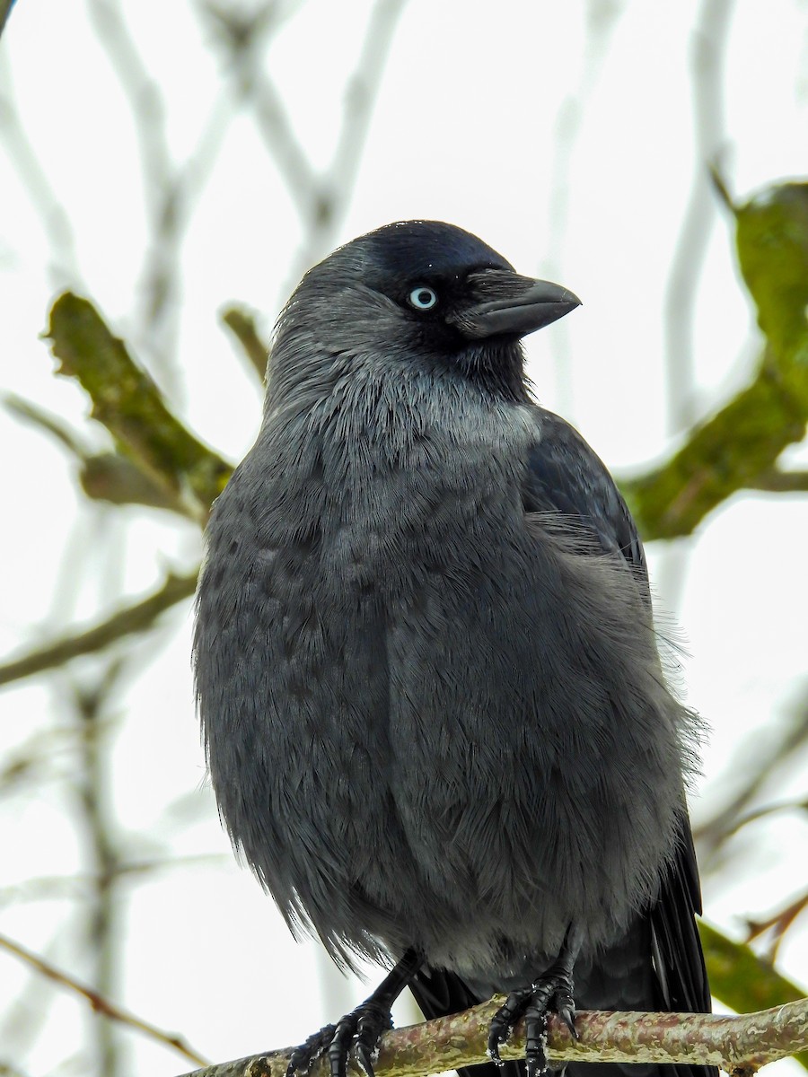 Küçük Karga - ML645778509