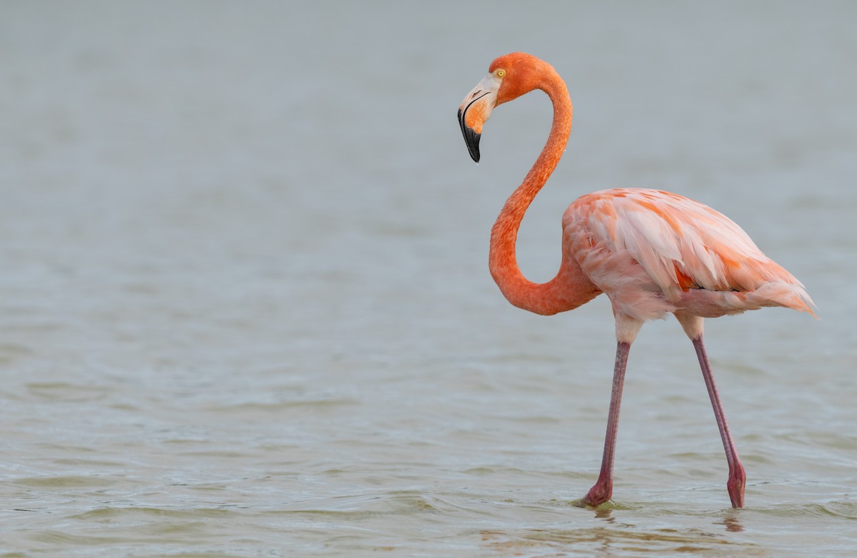 Amerika Flamingosu - ML645778510