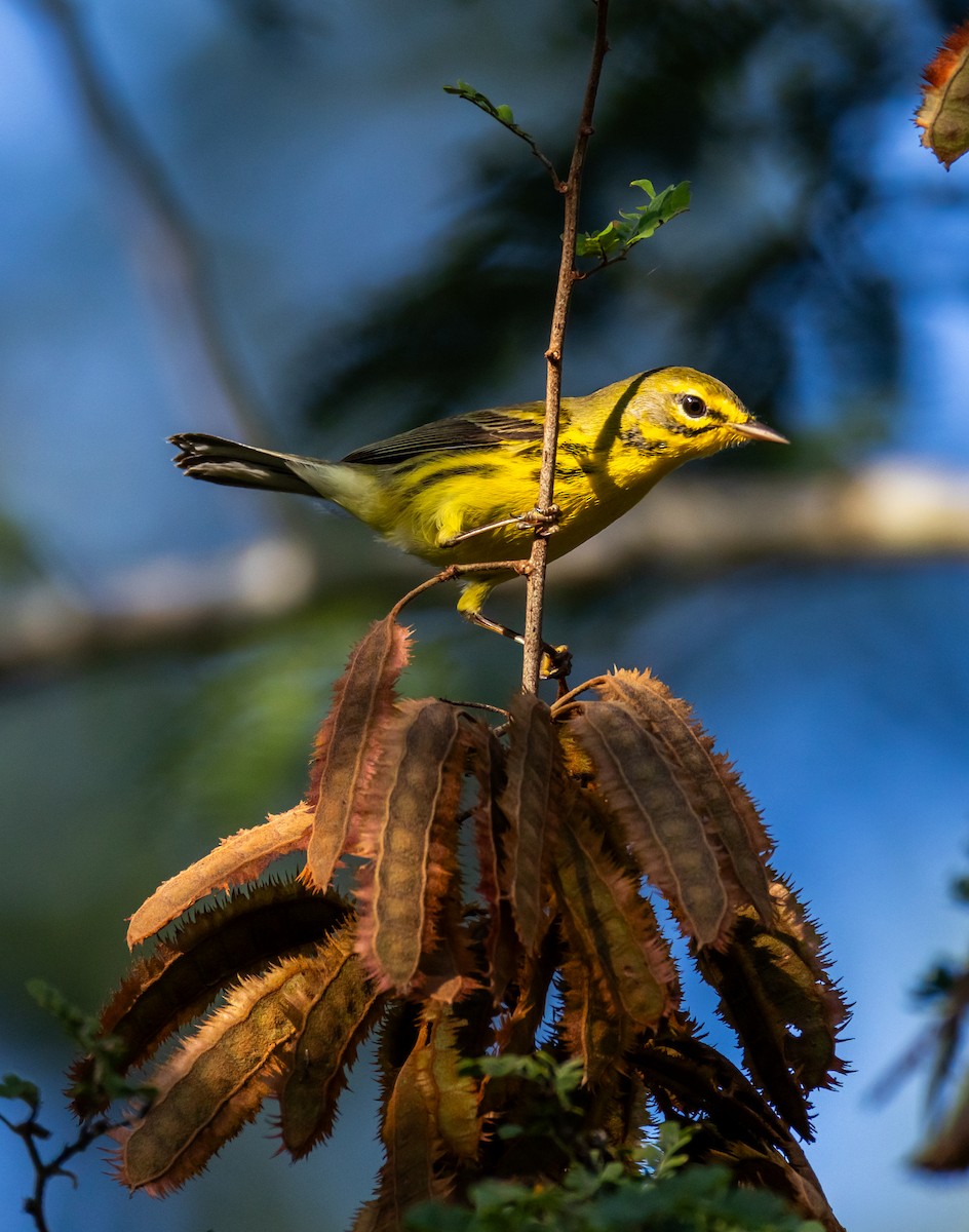 Preri Ötleğeni - ML645778512