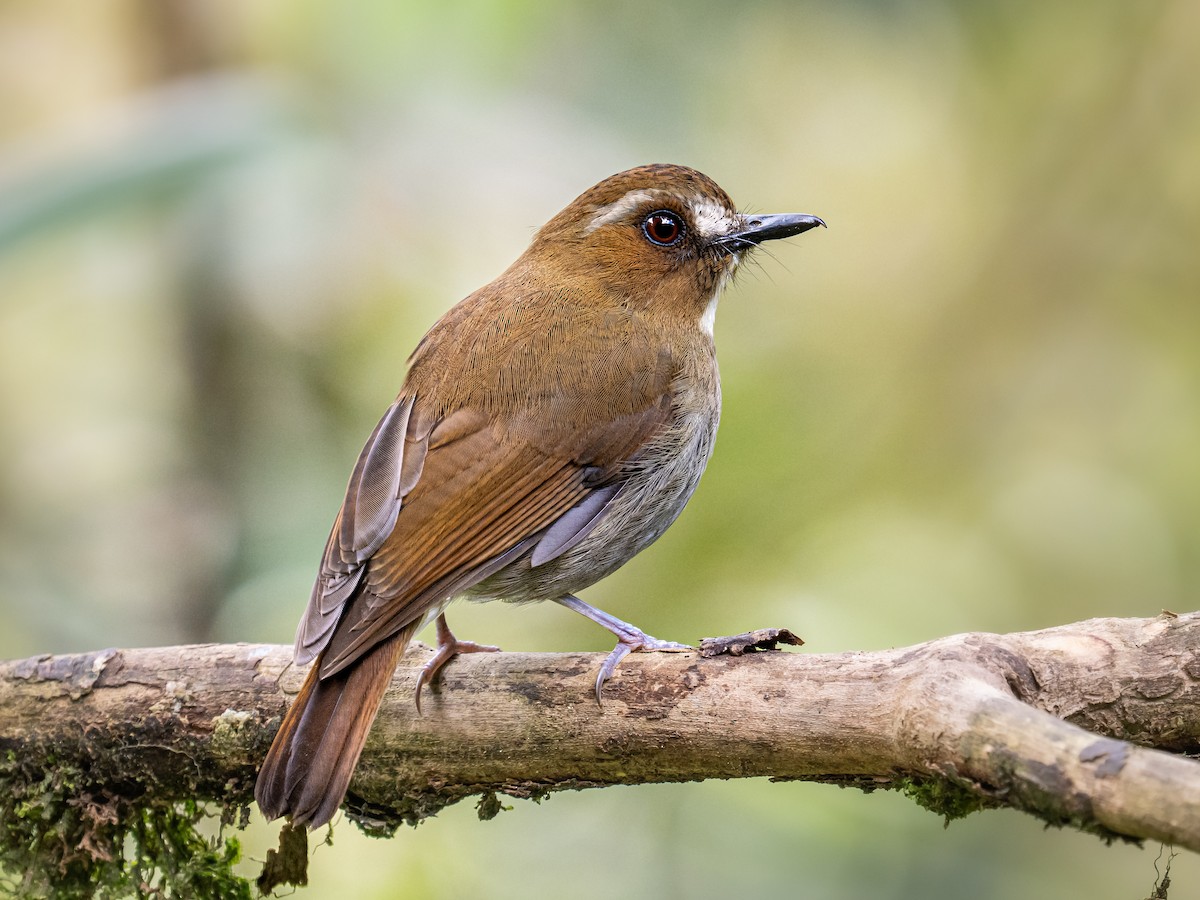 Ak Kaşlı Orman Sinekkapanı - ML645778514