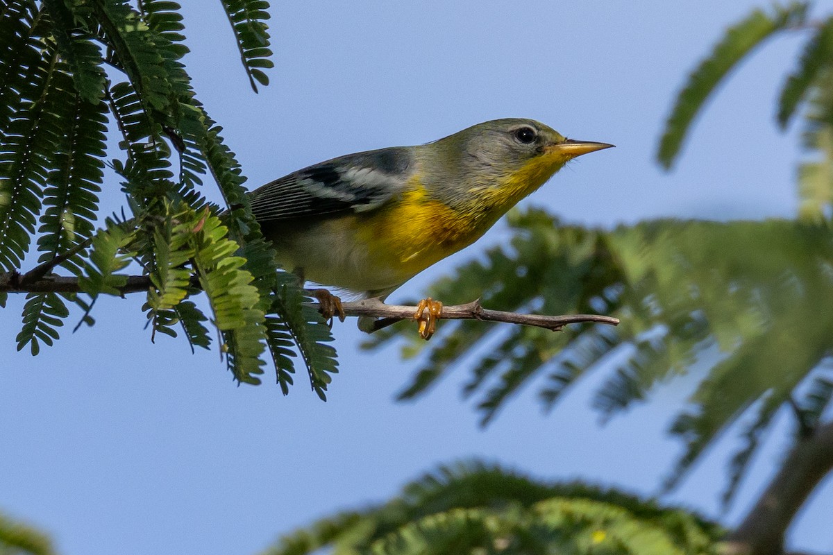 Kuzeyli Parula - ML645778515