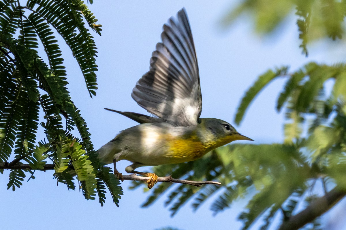 Kuzeyli Parula - ML645778516