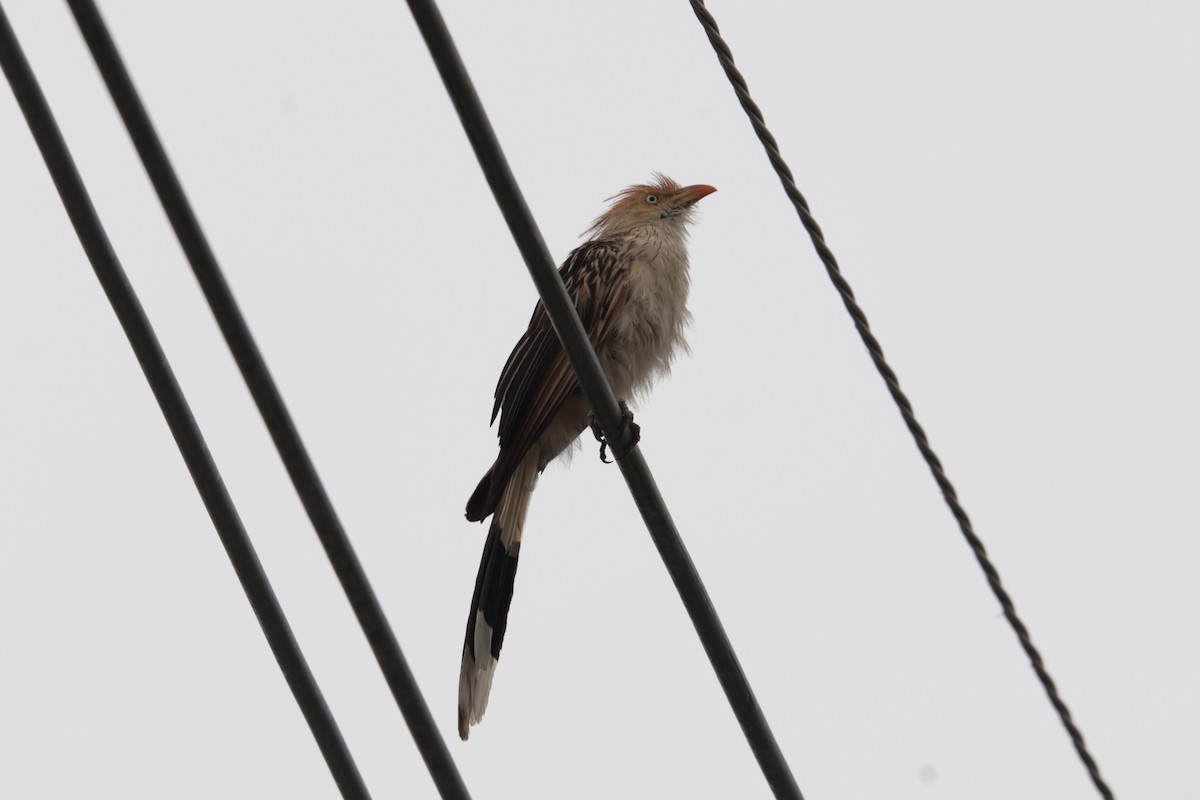 Guira Guguğu - ML645778518