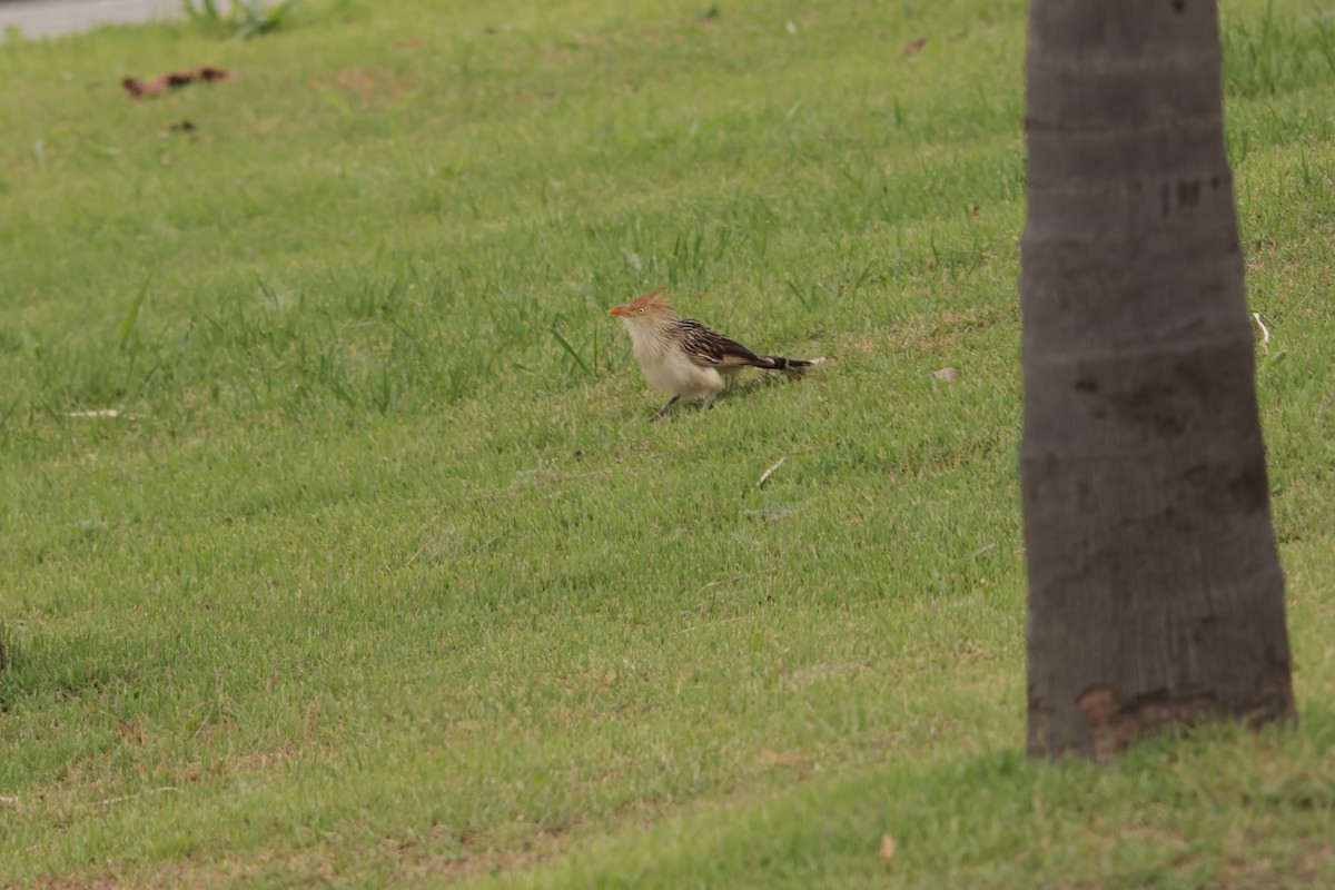 Guira Guguğu - ML645778519