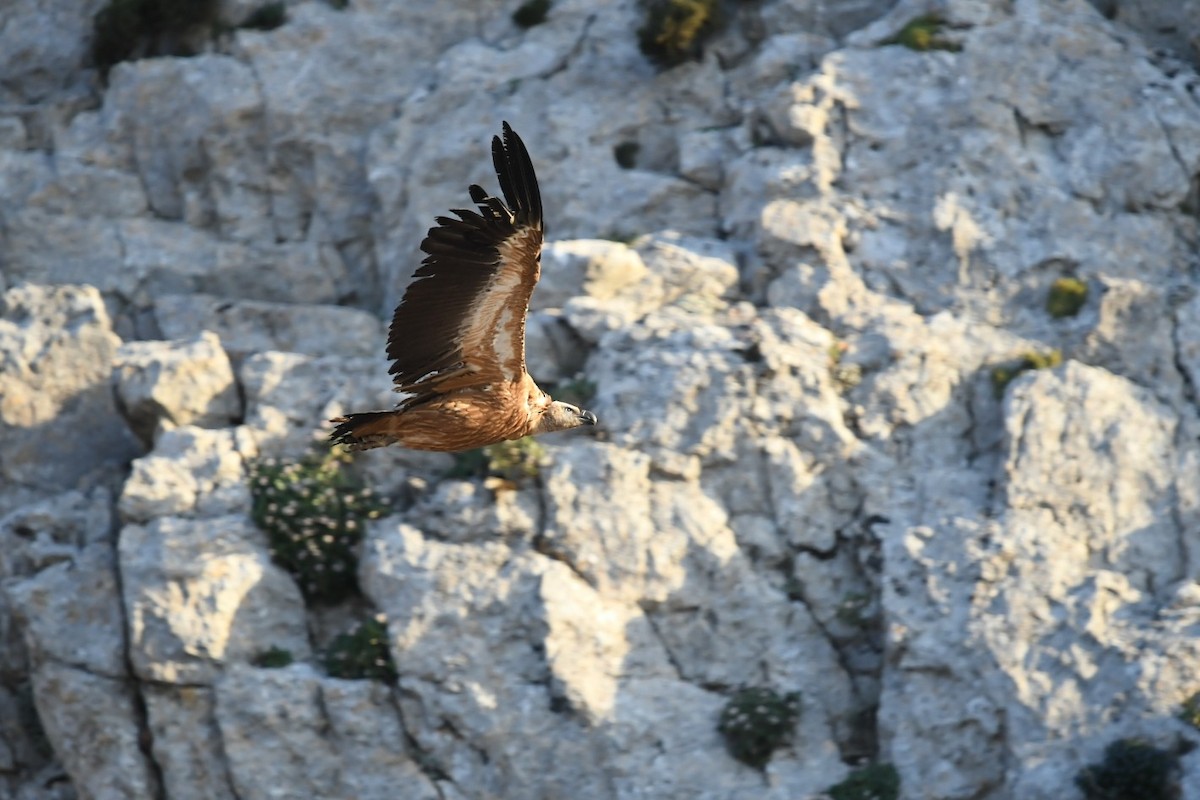 Kızıl Akbaba - ML645778520