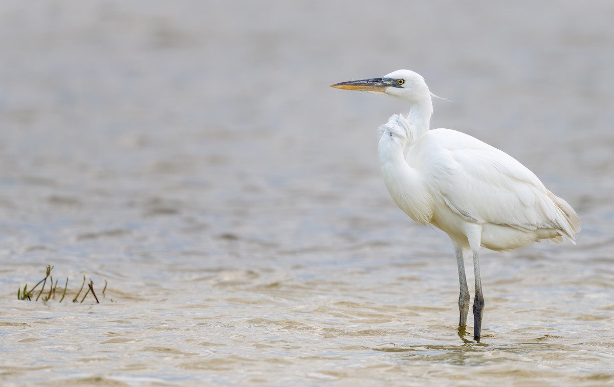 Amerika Gri Balıkçılı (occidentalis) - ML645778521