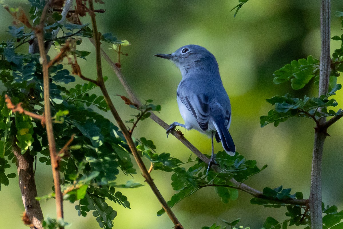 Gökrengi Bitkuşu - ML645778525