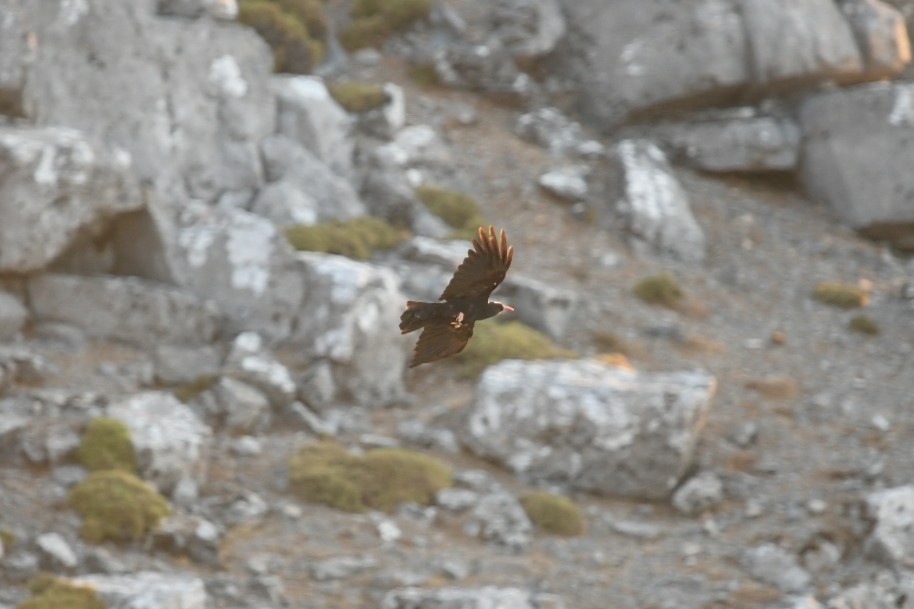 Red-billed Chough - ML645778529