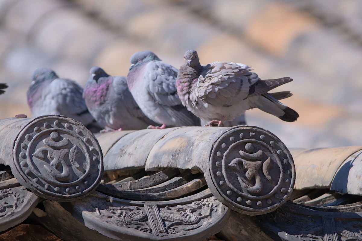 Hill Pigeon - ML645778531