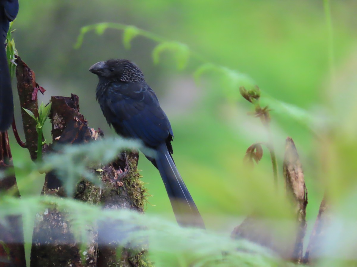 Ані товстодзьобий - ML645778538