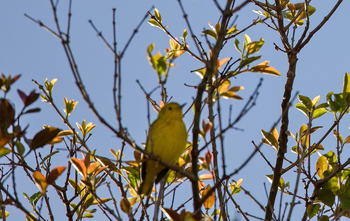 Prothonotary Warbler - ML645778539
