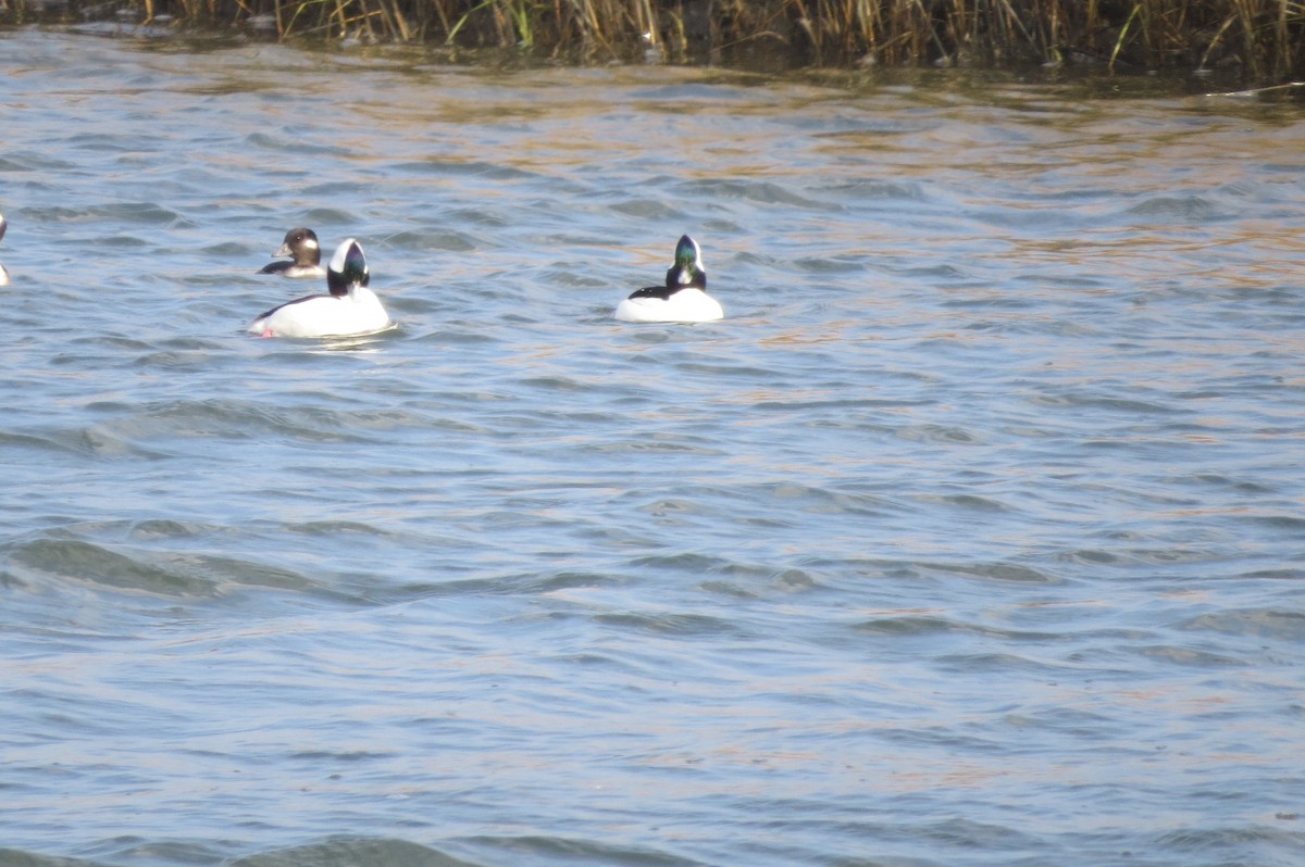 Bufflehead - ML645778542