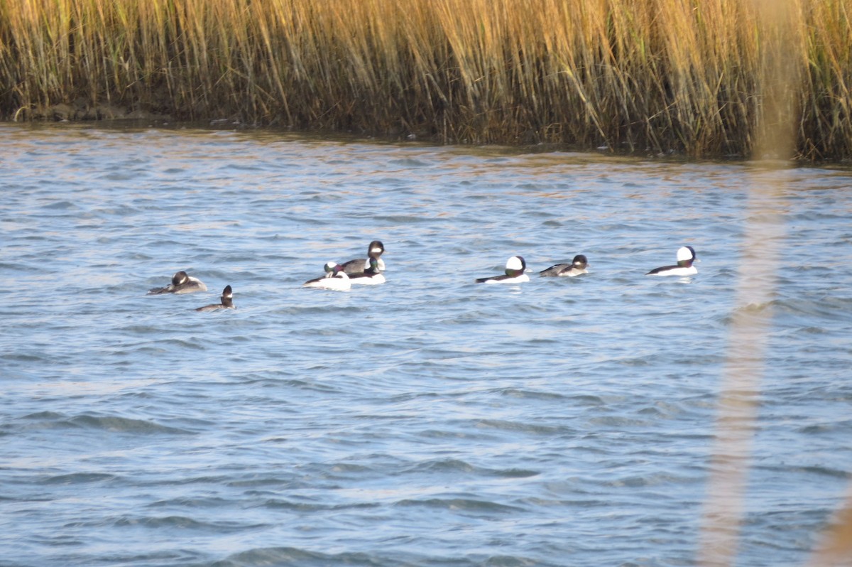 Bufflehead - ML645778543