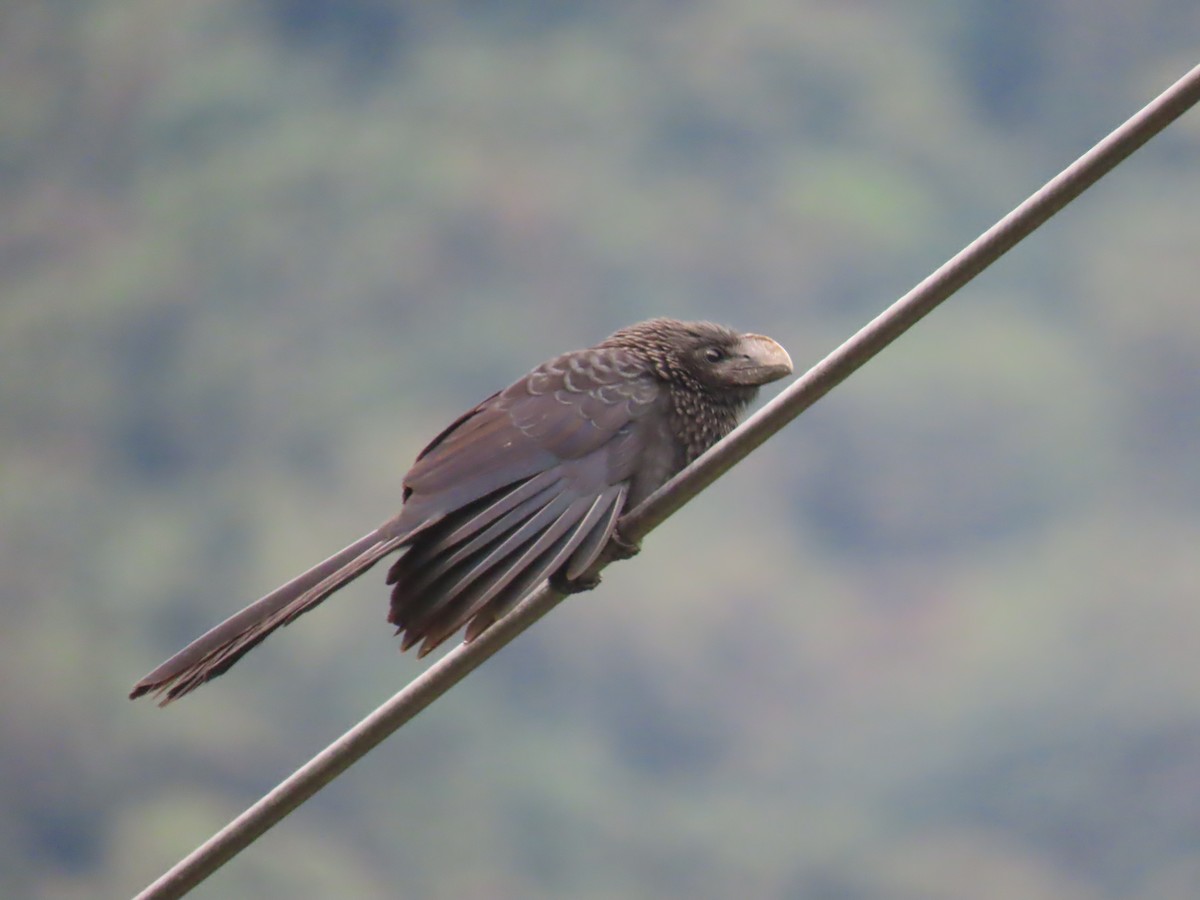Smooth-billed Ani - ML645778545