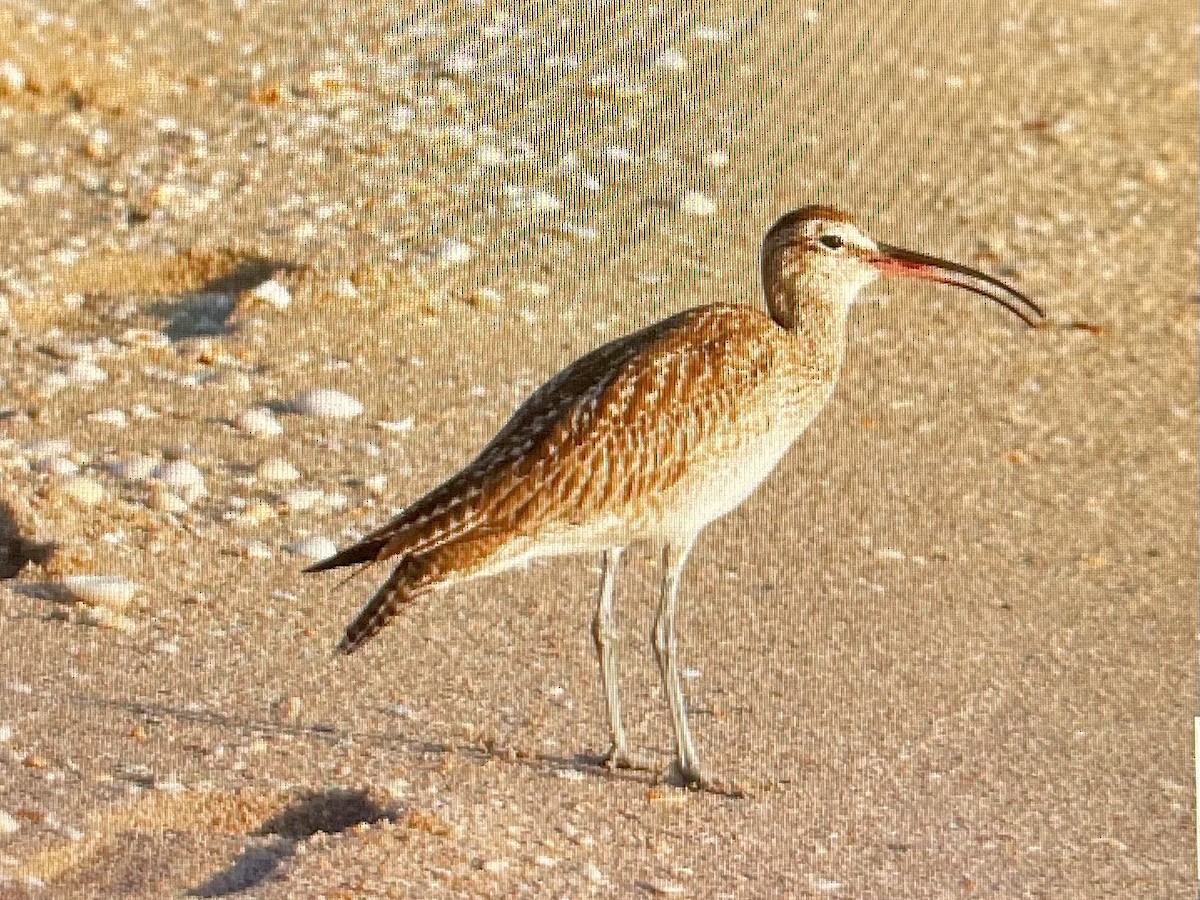 Hudsonian Whimbrel - ML645778546