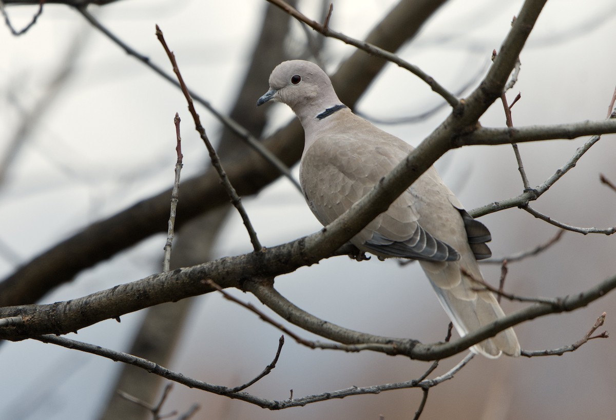 Eurasian Collared-Dove - ML645778551