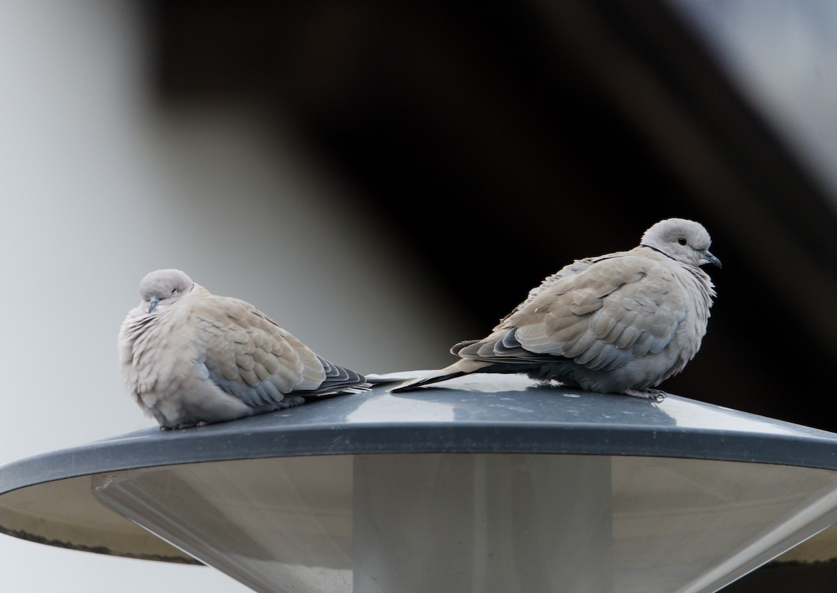 Eurasian Collared-Dove - ML645778552