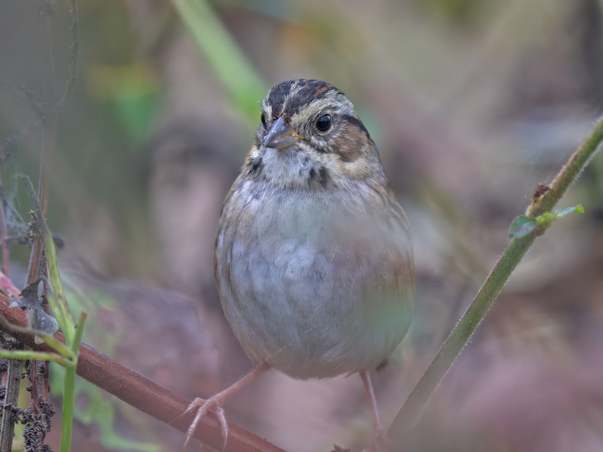 Swamp Sparrow - ML645778553