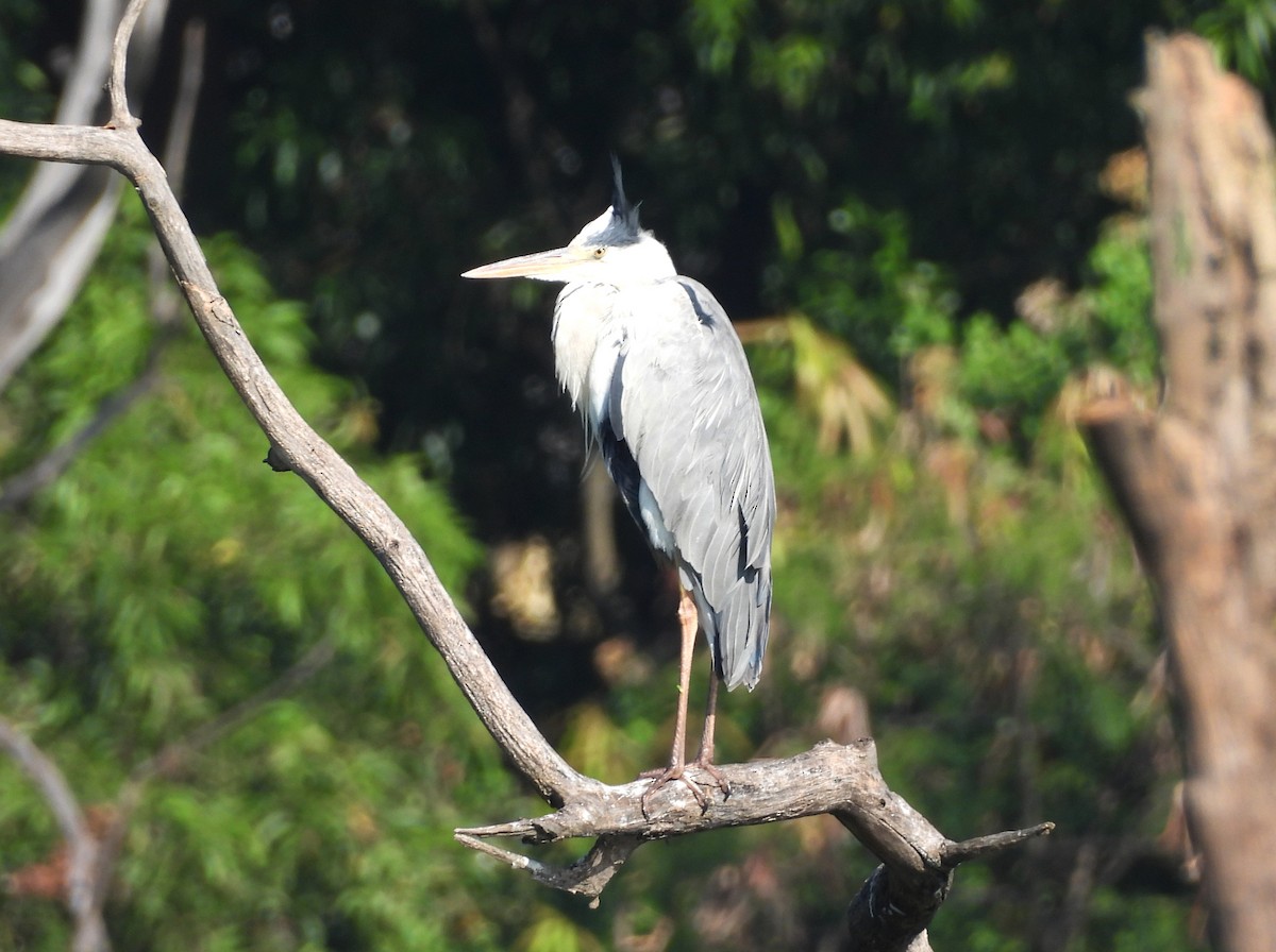 Gray Heron - ML645778555