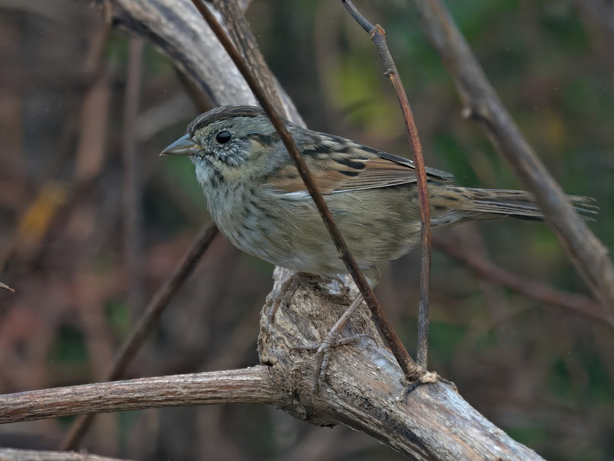Swamp Sparrow - ML645778557
