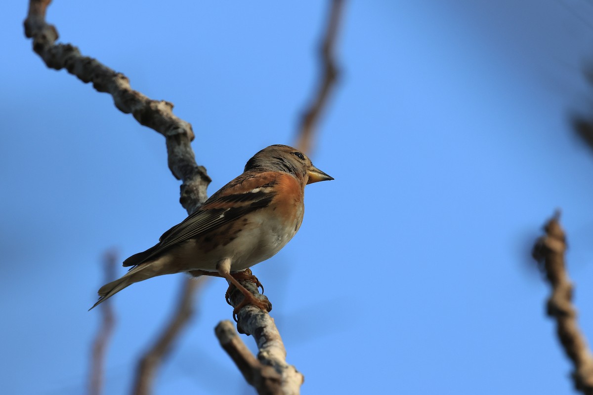 Brambling - ML645778559