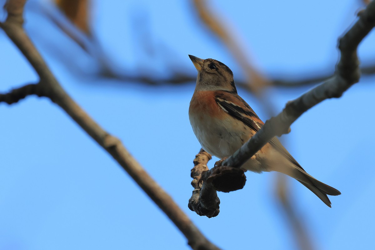 Brambling - ML645778560